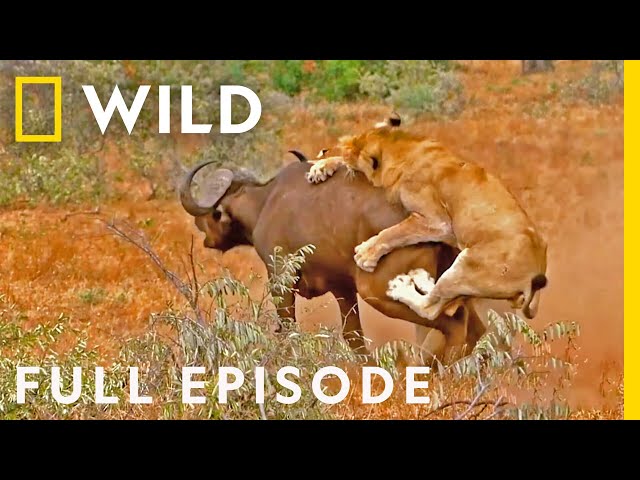 Blood Feud (Full Episode) | Animal Fight Night