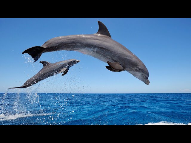Amazing Wild Dolphins doing Spinner Jumpings - Funny Videos