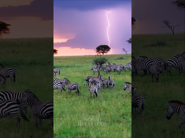 Thunderstorm in Africa ⚡️🦓 #tanzania #serengeti #africa
