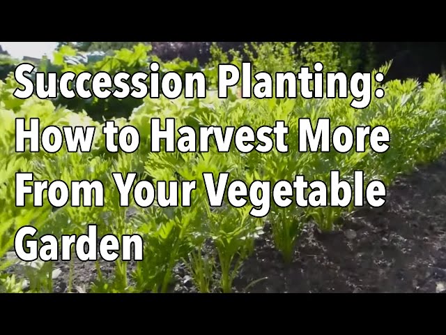 Succession Planting: How to Harvest More From Your Vegetable Garden
