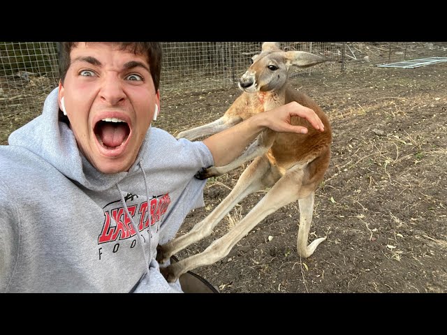 How to Fight a Kangaroo