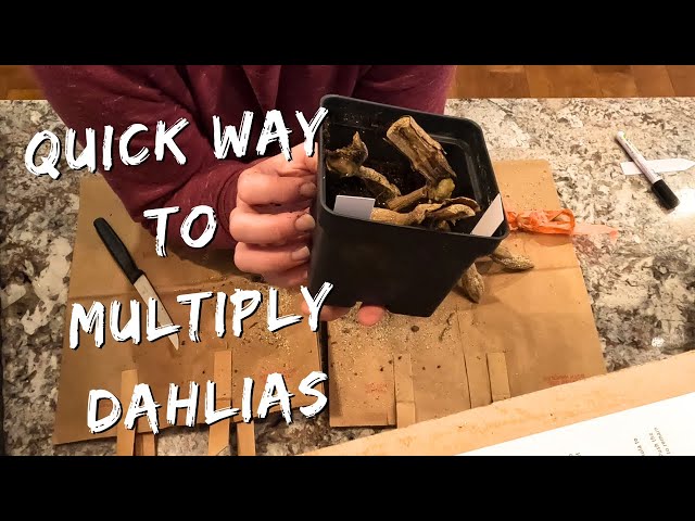 Propogating Dahlias - Easy Way to Multiply