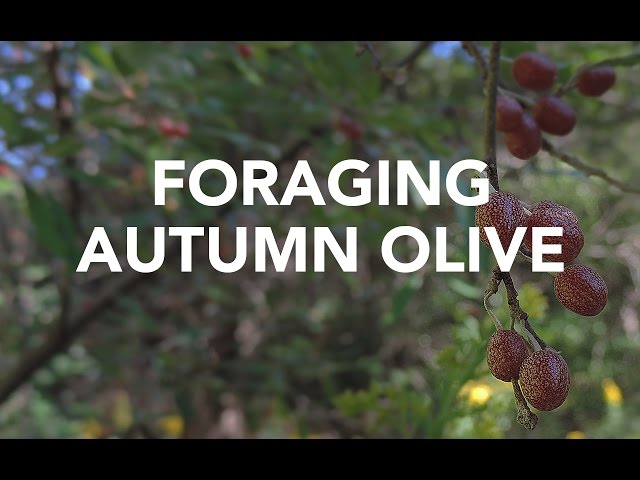 Foraging Autumn Olive with Adam Haritan (Learn Your Land)