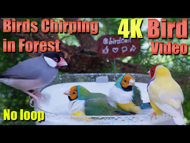 Stress Relief | Stunning Nature | Magnificent Birds | Relaxing Birds Sound | Soothing Birds Chirping