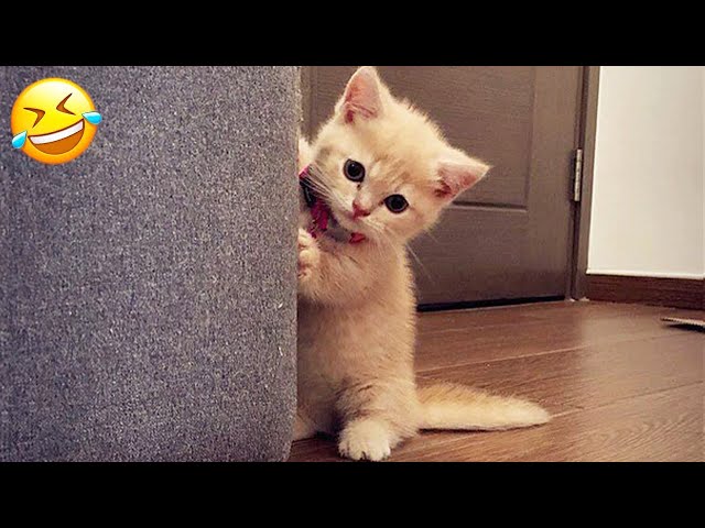 New Funny Animals 🤣 Funniest Cats and Dogs Videos 😸🐶 Part 21
