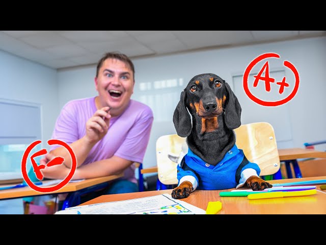 Test Cheater! Cute & funny dachshund dog video!