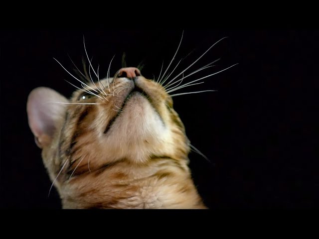 How Do Cats Use Their Whiskers? Slow-Motion | Cats Uncovered | BBC Earth