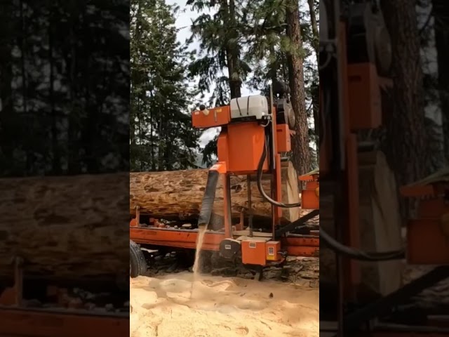 Monster Pine #sawmill #woodmizer #machine #lumber 😊🌲🔨