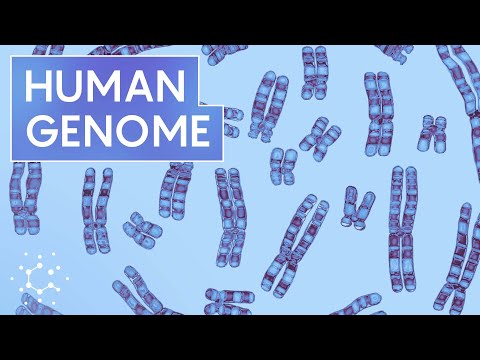 How Scientists Finally Finished the Human Genome