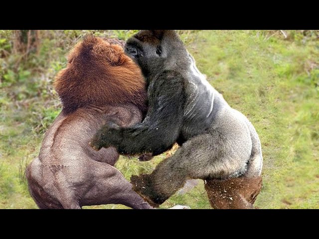 Craziest Gorilla Attacks and Fights Caught on Camera