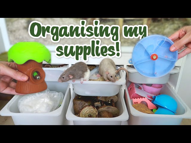 Organise my Rat & Mouse supplies with me!