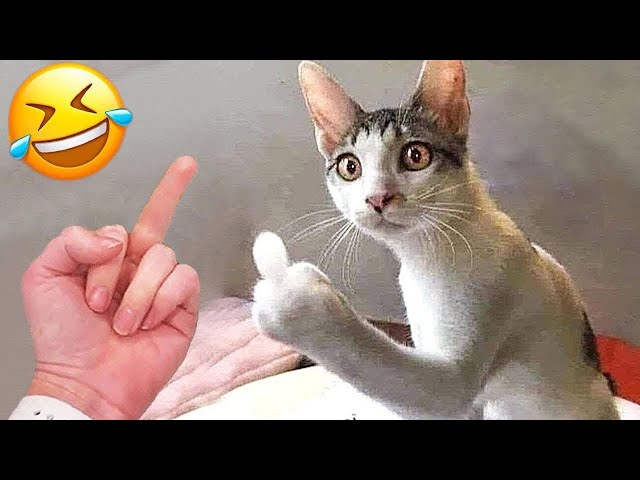 You Laugh You Lose 😍 Funniest Cats and Dogs 😹🐶 Part 4