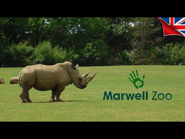 Marwell Zoo - Winchester, Hampshire, England! (2023) 🦓🦘#MARWELLZOO #MARWELL