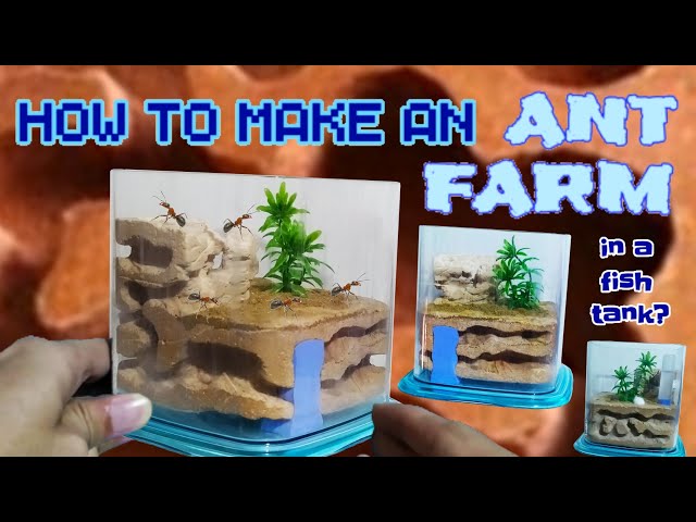 DIY Ant Farm | D colony