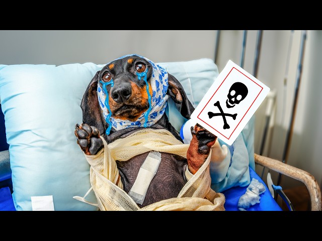 Psychic Was Right! Cute & funny dachshund dog video!