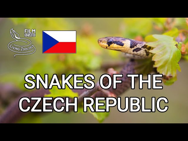 Snakes of the Czech Republic, full nature documentary, wild reptiles of Europe