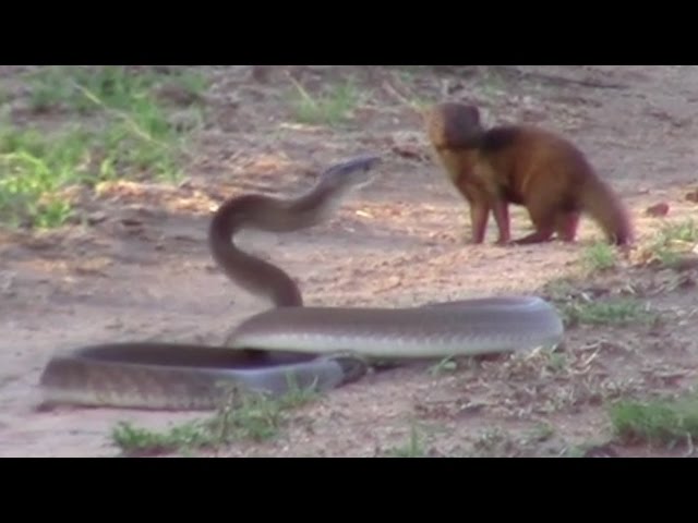 Brave Mongoose Tackles Lethal Black Mamba Snake