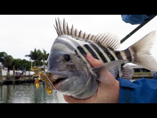 Easy Way To Catch Sheepshead In Canals (Without Live Bait)