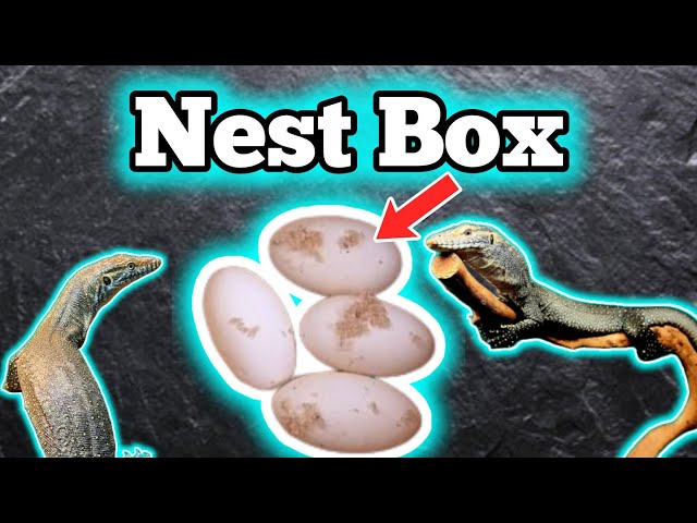 How To Build A Nest Box Or Warm Hide For A Reptile