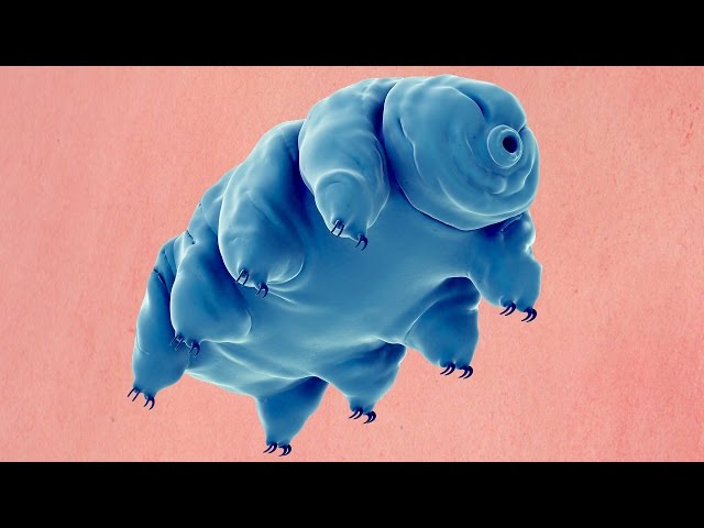 What Is A Water Bear?