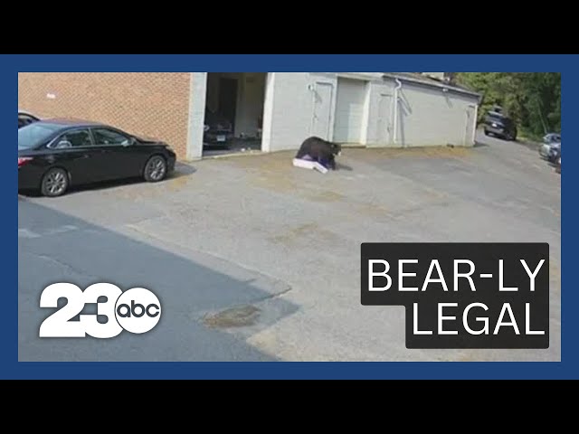 Bear steals cupcakes in Connecticut