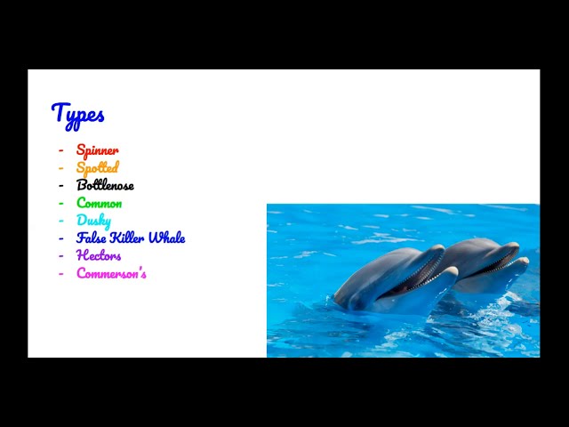 All about Dolphins from a 2nd Grader