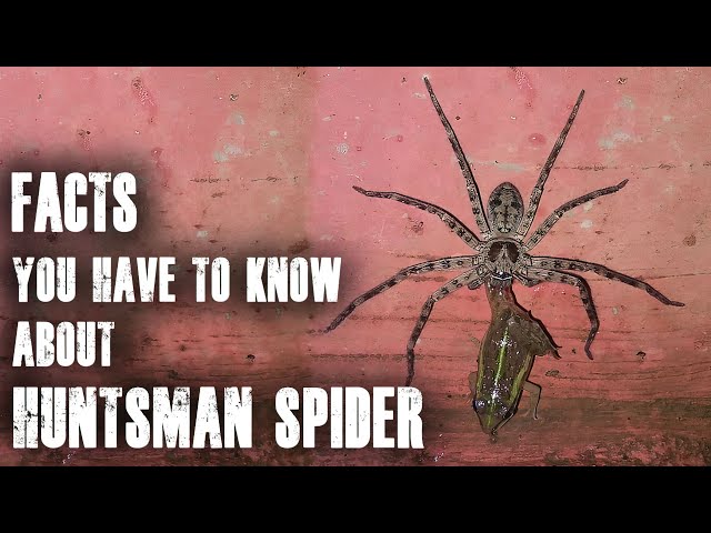 HUNTSMAN SPIDER: All you have to know about this spider