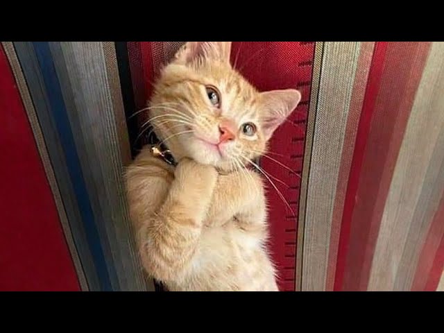 10 Minutes of Adorable cats and kittens videos to Keep You Smiling! 🐱