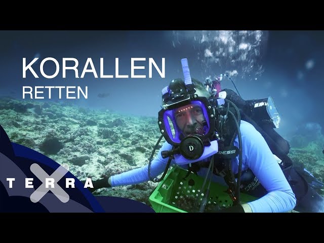 Bedrohung der Korallenriffe | Dirk Steffens auf den Seychellen | Terra X