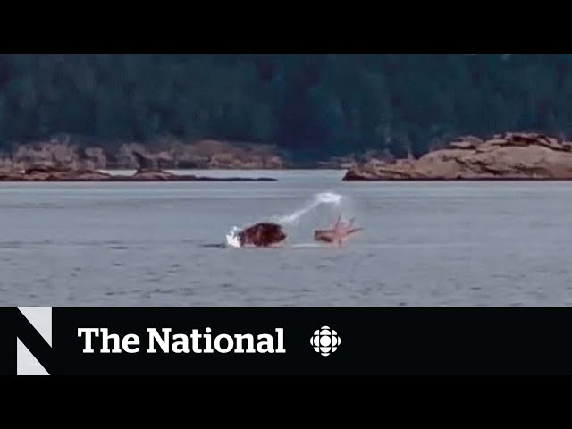 #TheMoment a sea lion and an octopus had an epic brawl