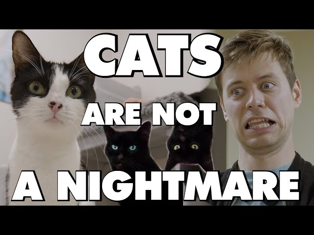 CATS Are NOT An Absolute Nightmare - This Is Why