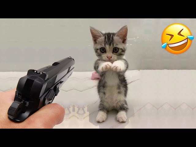 Best Funny Animals 2023 🤩 Funniest Dogs and Cats 😻🐶 Part 10