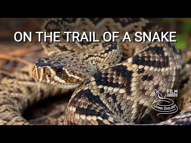 On the trail of the deadly venomous Eastern diamondback rattlesnake in Florida
