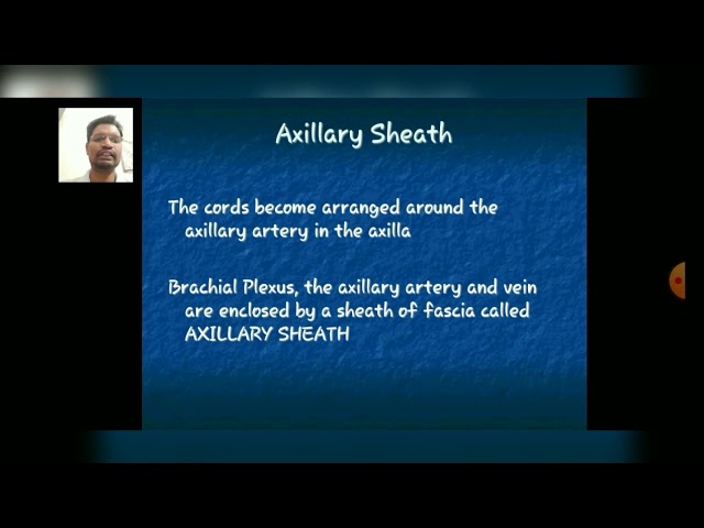 Axilla - Axillary Sheath, Relations of Cords & Branches Part-3-By Dr.Robin Chopra(PT)/ Physio. Dept.