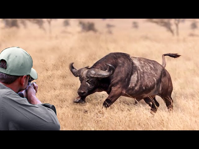 The last moments of the African buffalo (African buffalo hunting with guns and arrows)