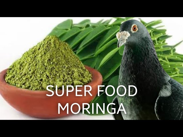 Additive for Racing Pigeon Mixtures - Moringa Leaves also known as Drumstick