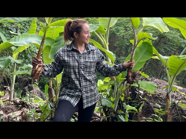 How to build a farm life, make bamboo shoots with salt and chili, plant more bananas EP.45