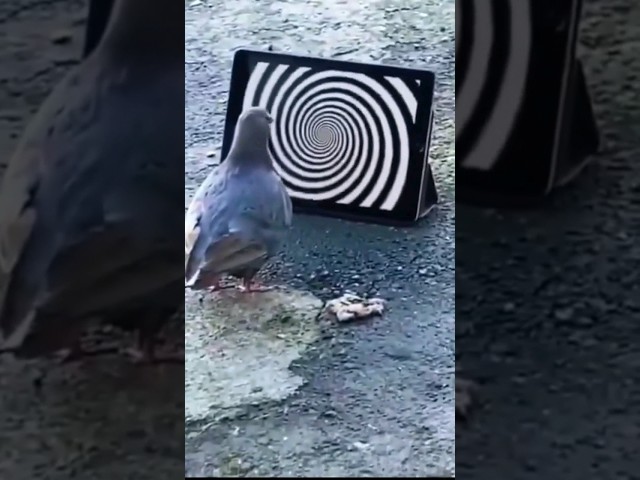 You took too much 🌀🐦🌀 #psychedelic #pigeon #acid #acidmusic #techno #psytrance #psytrancelife #rave
