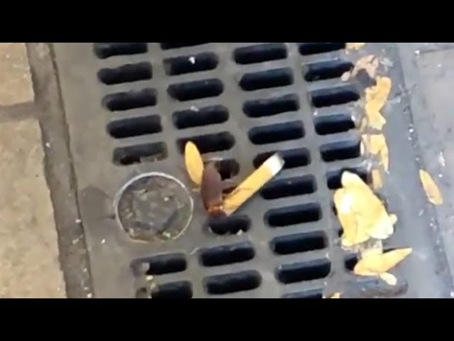 Cigarette Cockroach
