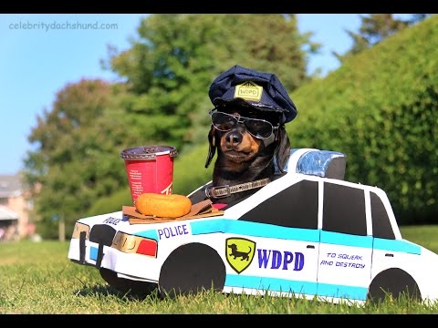 Dachshund High-Speed Police Chase!
