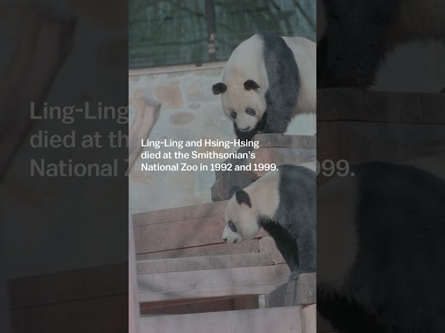 Why are the giant pandas leaving the DC Zoo? #shorts