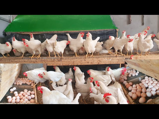 FULL VIDEO: 180 Days Raise Chicken For Eggs - Chicken Farm - Poultry Farming