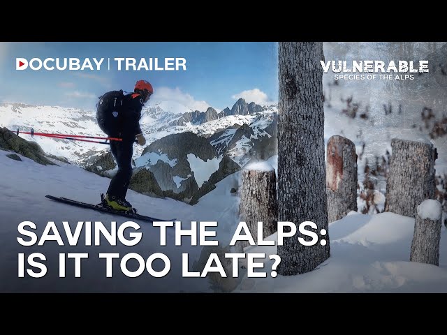 A Wonderful Exploration of Man vs Wild | Vulnerable Species Of The Alps