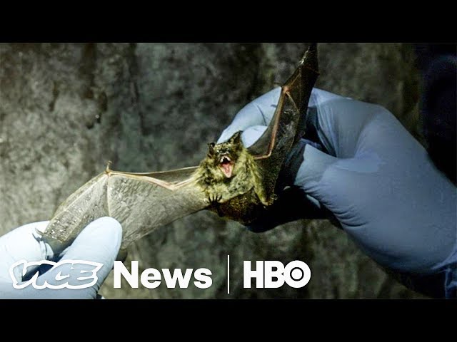 White Nose Syndrome Is Killing Millions Of Bats In The U.S. (HBO)