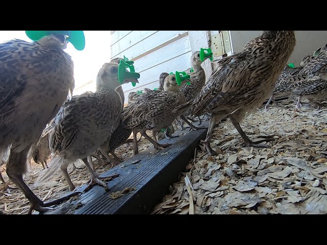 Ringneck Pheasant Farm (Putting Blinders on)