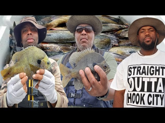 We Found loads of MONSTER Bluegill.... Summer Time Panfishing