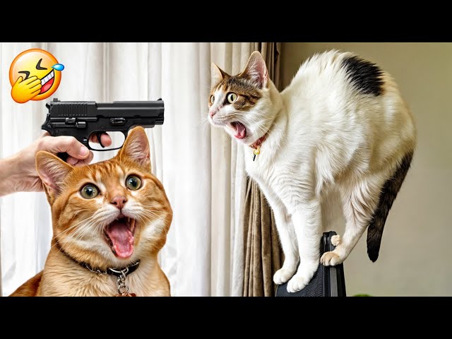 Try Not To Laugh Cats And Dogs Videos 🤣 - Best Funniest Animals Video 2024 #4