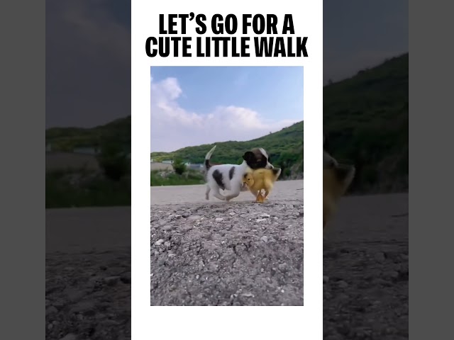 Let’s go for a cute little walk! #dogs #betterhumansbetterplanet