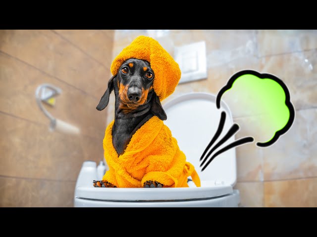 Potty's Occupied! Cute & funny dachshund dog video!
