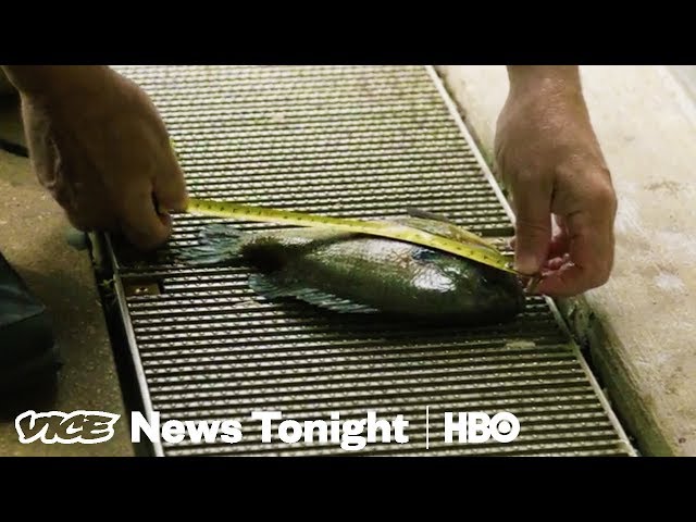 This Underwater Drone Operator Inspected Chicago's Trump Tower (HBO)